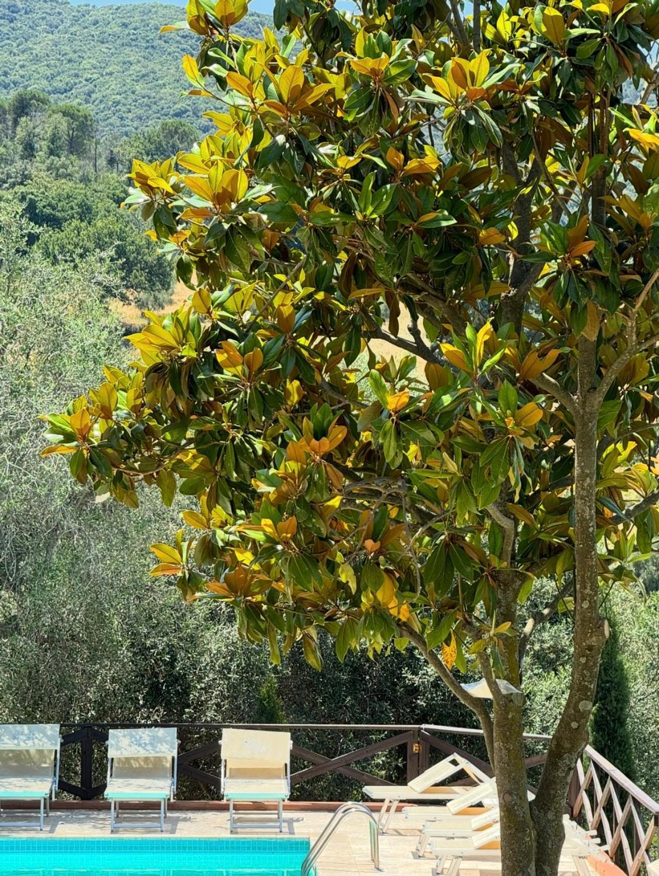 Madonna Del Poggio Cav Aparthotel Scarlino Buitenkant foto
